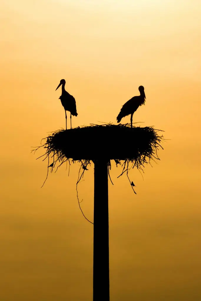 Nesting: The New Way of Co-Parenting
